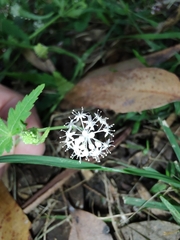 Hydrocotyle geraniifolia
