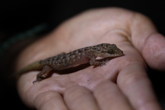 Cyrtodactylus marmoratus
