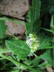 Hydrocotyle geraniifolia