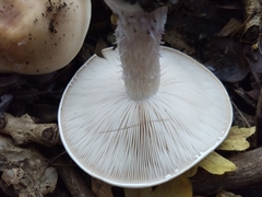Lepista personata