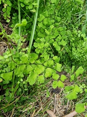 Adiantum aethiopicum