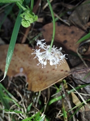 Hydrocotyle geraniifolia
