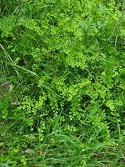 Adiantum aethiopicum