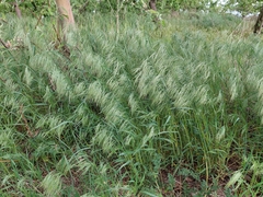 Bromus