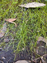 Schoenus maschalinus