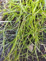 Schoenus maschalinus