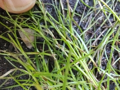 Schoenus maschalinus