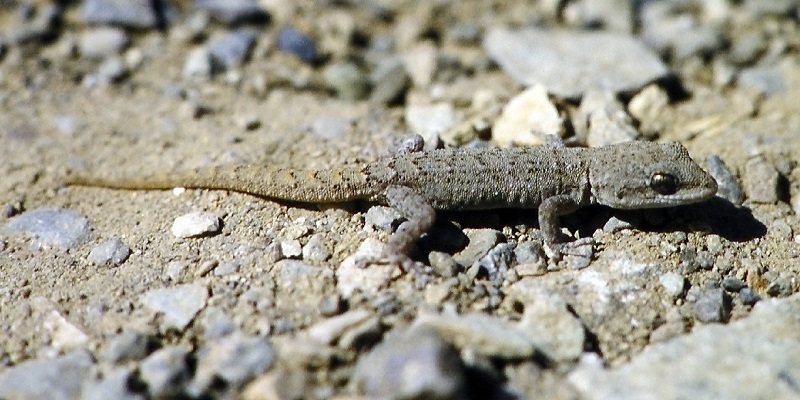 Barton's Thin-Toed Gecko
