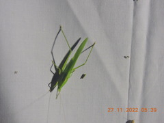 Euconocephalus varius