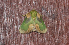 Parasa pastoralis