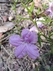 Coopernookia barbata