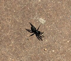 Gnaphosidae