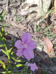 Coopernookia barbata