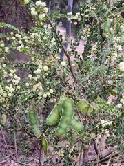 Acacia uncinata
