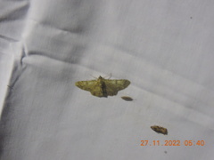 Lamprosema tampiusalis