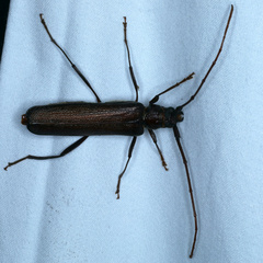 Xystrocera virescens