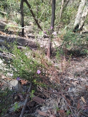 Coopernookia barbata