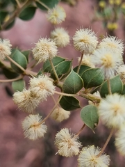 Acacia uncinata