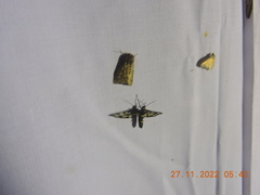 Glyphodes onychinalis