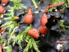 Peltigera horizontalis