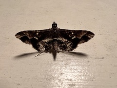 Merodictya marmorata