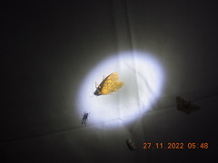 Ammatho cuneonotatus