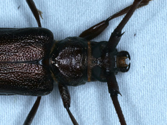 Xystrocera virescens