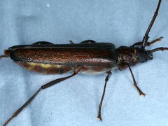 Xystrocera virescens