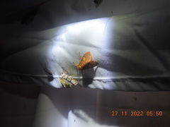 Ammatho cuneonotatus