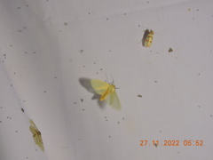 Pareuchaetes pseudoinsulata