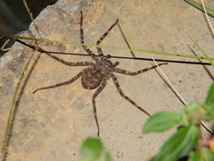 Selenops radiatus