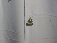 Nyctemera lacticinia