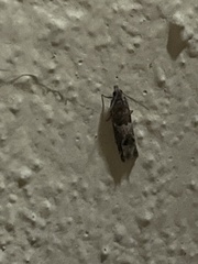 Crocidosema plebejana