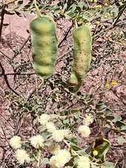 Acacia uncinata