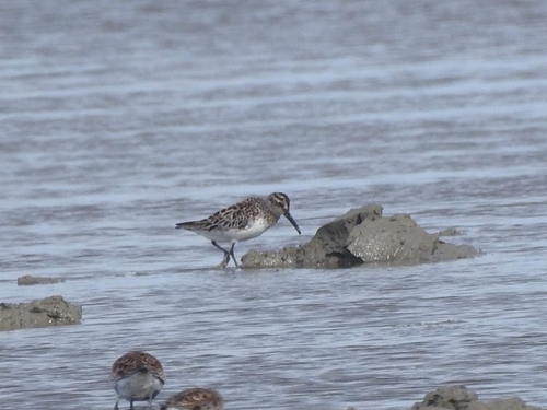 Correlimos falcinelo (Calidris falcinellus)