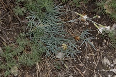 Dianthus plumarius regis-stephani