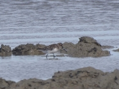 Calidris falcinellus