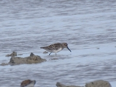 Calidris falcinellus