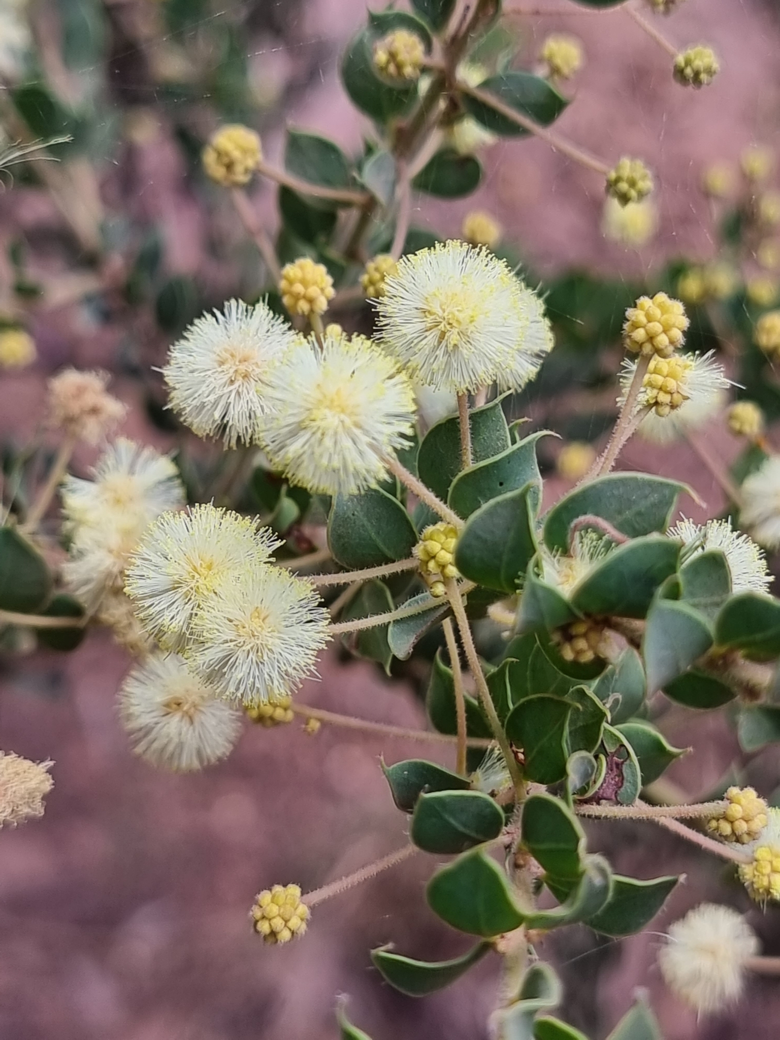 Acacia uncinata