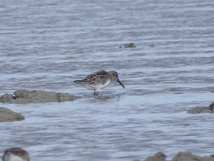 Calidris falcinellus
