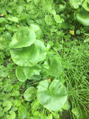 Caltha biflora