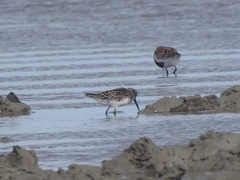 Calidris falcinellus