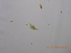 Haritalodes derogata