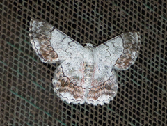 Pingasa rubimontana
