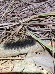 Arctiinae