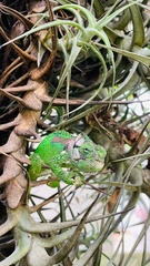 Bradypodion damaranum