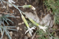 Dianthus plumarius regis-stephani
