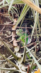 Bradypodion damaranum