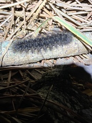 Arctiinae