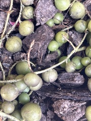 Curio rowleyanus